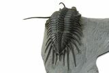 Spiny Psychopyge Trilobite - Issoumour, Morocco #350539-8